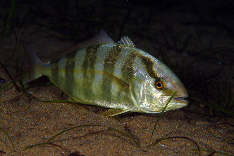 Seriola dumerili by night